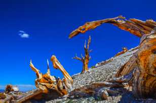 Bristlecone Pines, Patriarch Grove-3917